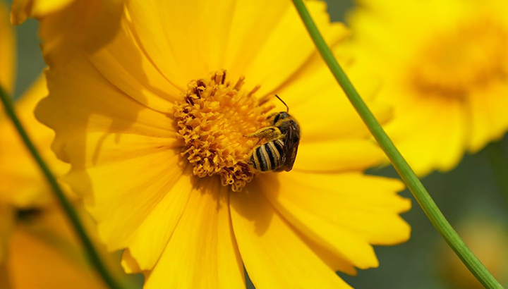 Balade nature : les insectes pollinisateurs à la loupe
